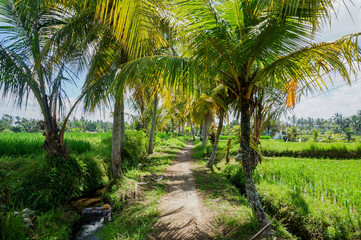 Obraz na płótnie Canvas Path through rice fields