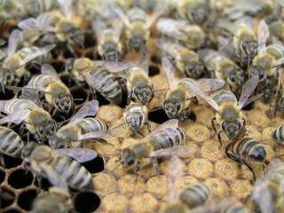 Artificial insemination of the bees in the apiary of beekeeper.