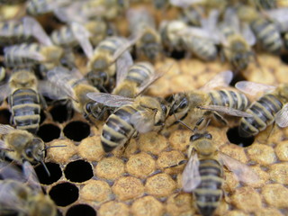 Artificial insemination of the bees in the apiary of beekeeper.