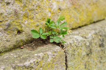 Plant