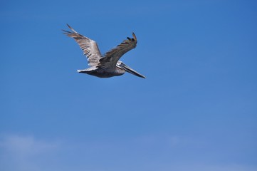 In Flight
