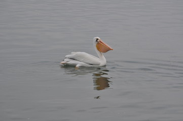 White Pelican with Food