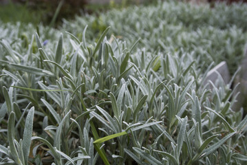 CERTIFIED PLANT, FLOWER