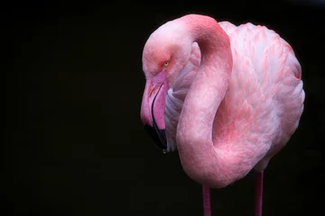 Gordijnen Flamingo © Ralf Seelert