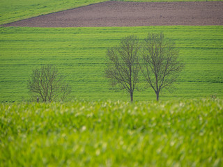 Agrarlandschaft