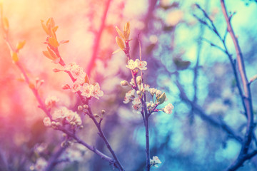 Vintage blossoming orchard. Branches with cherry flowers. Red blue gradient color