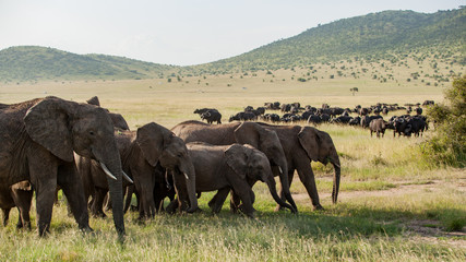 It's a parade in the middle of the savanna