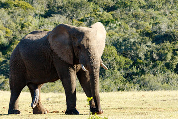 Obraz premium Elephant standing and staring