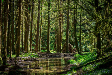 un ruisseau dans la forêt