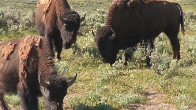 Wild animal at nature: Bison in Yellowstone National Park, Wyoming,  - 5