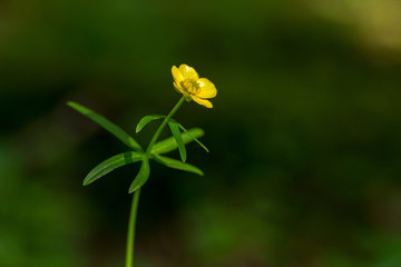 une fleur jaune des marais, le bouton d'or sous fond sombre et vert