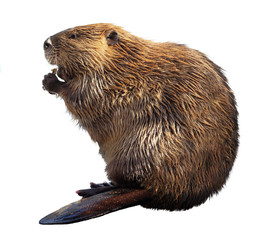 North American Beaver Isolated on a White Background - obrazy, fototapety, plakaty