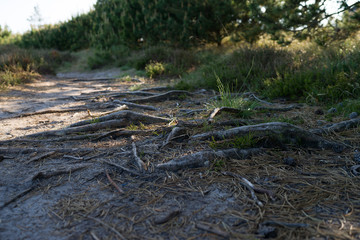 Baumwurzel auf dem Feldweg