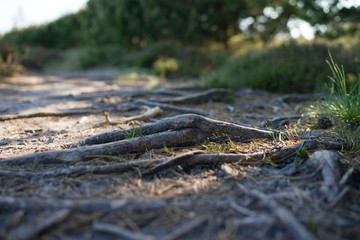 Baumwurzel auf dem Feldweg