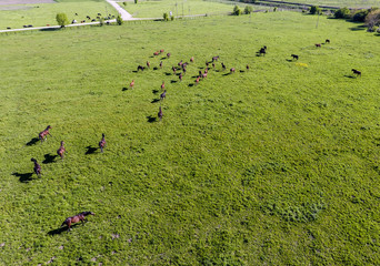 Grazing horses on the field. Shooting horses from quadrocopter. Pasture for horses.