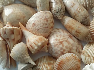 Beautiful beige seashells background, closeup