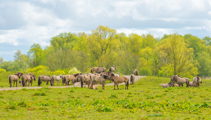 Horses along the shore of a lake in spring © Naj