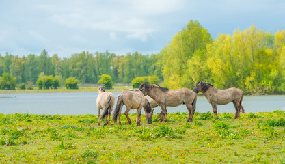 Naklejka na ściany i meble Horses along the shore of a lake in spring