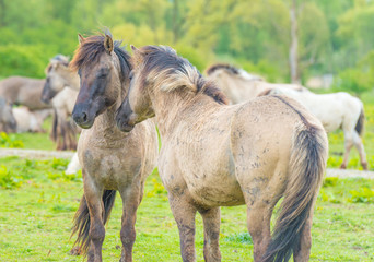 Horses in a meadow in wetland in spring