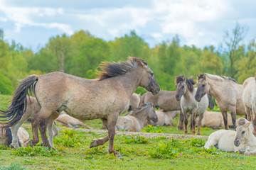 Obraz na płótnie Canvas Horses in a meadow in wetland in spring