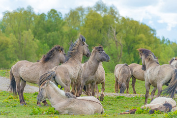 Horses in a meadow in wetland in spring © Naj