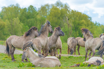 Horses in a meadow in wetland in spring