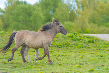 Horses in a meadow in wetland in spring