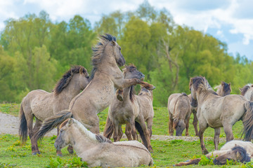 Horses in a meadow in wetland in spring