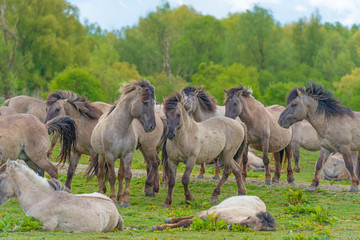 Horses in a meadow in wetland in spring © Naj