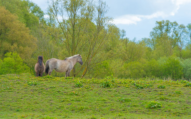 Naklejka premium Horses in a meadow in wetland in spring