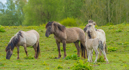 Fototapeta na wymiar Horses in a meadow in wetland in spring