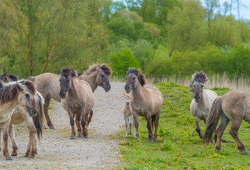 Naklejka na ściany i meble Horses in a meadow in wetland in spring