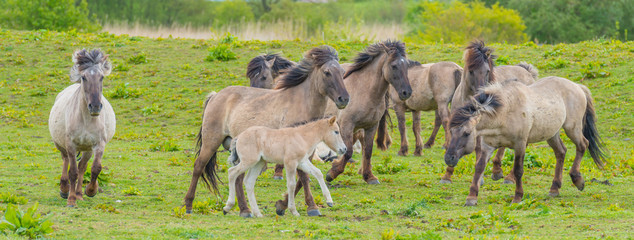 Horses in a meadow in wetland in spring © Naj