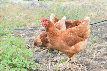 Young hunting chickens free in the aya