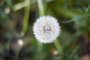 Dandelion in wet green grass with dew lawn backround.