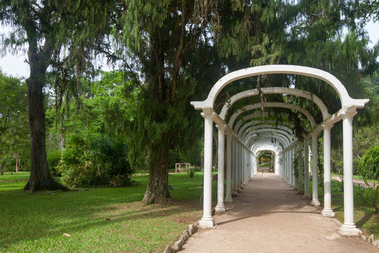 The Botanical Garden Of Rio De Janeiro