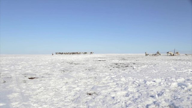 A small herd of wild deer around the endless Arctic snow desert, Tundra, North of Russia - 6