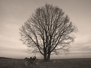 A bike and a tree