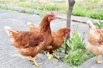 Young hunting chickens free in the aya