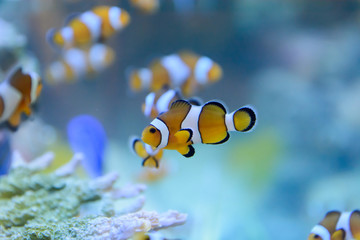 Amphiprion Ocellaris Clownfish In Marine Aquarium