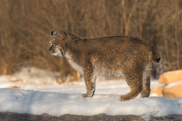 Bobcat (Lynx rufus) Stands to Left on Log