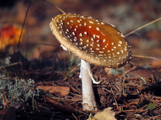 Amanita