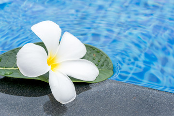 Naklejka na ściany i meble Plumeria flowers frangipani in water pool