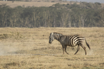 Obraz na płótnie Canvas Single zebra walking on dried savanna in a dry season on a hot day
