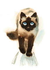 Watercolor Siamese Cat  - 146285108