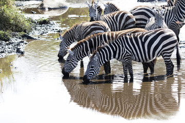 Fototapeta na wymiar small herd of zebras at a watering place on a small river in the savannah in the dry season