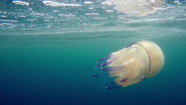 The underwater views of the ocean with its inhabitants - 5