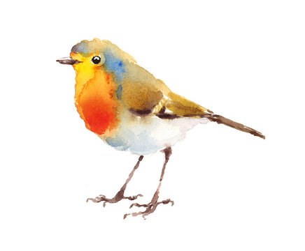 Watercolor Bird Robin Hand Drawn Illustration isolated on white background