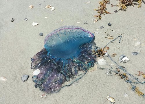 Portuguese jellyfish on Florida beach, closeup