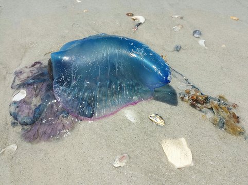 Portuguese jellyfish on sand background in Atlantic coast of North Florida